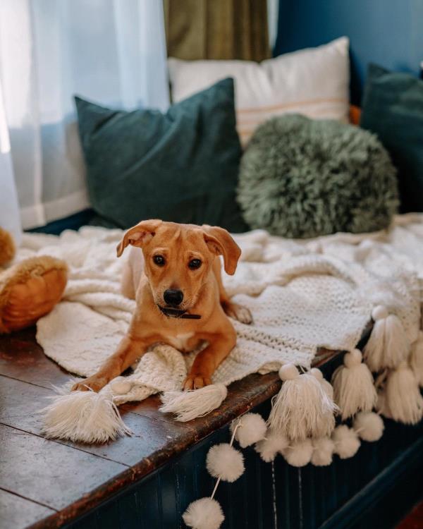 /Images/uploads/Louies Legacy Animal Rescue/cutest-rescue-pet-2023/entries/28160thumb.jpg